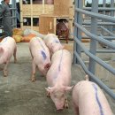 제주특별자치도 축산생명연구원 이미지