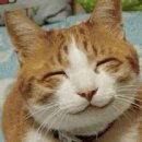 카스피드 이미지