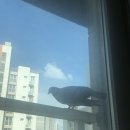 엄팩토리 | 실외기 비둘기, 엄팩토리 버드스파이크로 해결