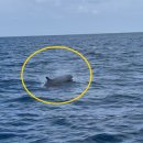 [영상] "돌고래다!" 완도 여서도 앞바다에 큰돌고래·흑범고래 200마리 나타나 이미지