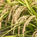 대성정미소 이미지