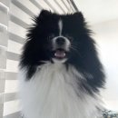 마시땡 | 강아지 레터링 케이크 &lt;마시땡&gt; 내돈내산 리얼후기!!