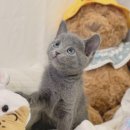 안양유지사료 이미지