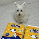 뽀숑뽀숑 | 여름철 냄새 안나는 강아지배변패드 추천 코코뽀숑 사용 후기