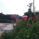 인삼랜드(하)주유소 이미지