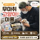 남양주 펫미용 l 다산동_"황금산고양이" l 안전한 무마취 고양이미용 후기
