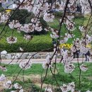 온천천시민공원 동백 이미지