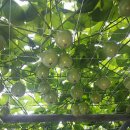 김해농장 이미지