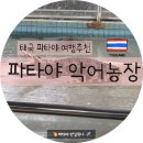 빗바위 농장 2농장 | 파타야 백만년 악어농장, 20대 아들과 친구들도 인정한 꿀잼 스팟! (ft. 악어쇼 시간, 꿀팁)