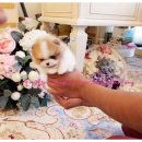 리틀애견타운 이미지