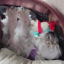 양지촌식당 이미지