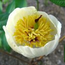 길손과 풀꽃 이미지