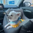 로힌(rohin) | 금정구애견수제간식) 로힌(ROHIN)에서 댕댕이간식쇼핑하기 💗/댕댕이 아이스크림 만들기