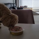 개이크 케이크 | 강아지 생일 케이크 멍머니에서 댕댕이 레터링 개이크