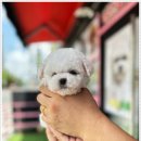 미니퍼피 이미지