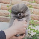 예쁜강아지 이미지