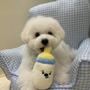 멜로우퍼피 이미지