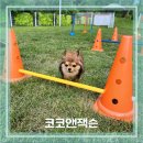 코코앤잭슨 | 대형야외운동장 미니어질리티가 있는 김천 애견카페 코코앤잭슨 추석연휴 방문후기