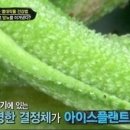 아이스VIEW