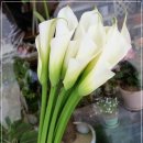 카라flower 이미지