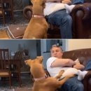 뿔난강아지 이미지