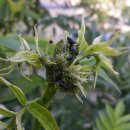 개미목장 이미지