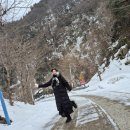 울릉도윤아농원민박 | 24년 1월 겨울 울릉도 여행 (결항으로 2박 3일이 6박 7일 여행이 되어버린)