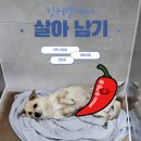 팅커벨 이미지