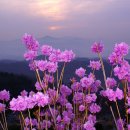 봄의향연