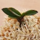 김대중농장 이미지