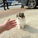 다양하개 이미지