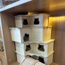 골든햄스터 분양 탬펫 충남아산점 이미지