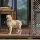 위드펫(with pet) 이미지