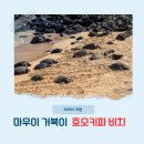마우이 여행 일정 추천 가볼 만한 곳 호오키파 비치