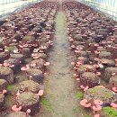 성제농장 이미지