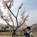 낙동강변13 | 김해 아이랑 가볼만한곳 용당나루 매화공원 개화 주차 꼭 참고해야할 방문팁