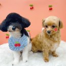 몽끄베르 이미지