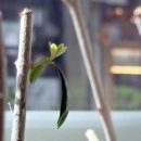 올리브나무 이미지