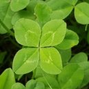 크로바 PC 이미지