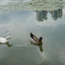 원천오리 이미지