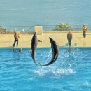 시간낭비 요요쇼 | 후쿠오카 마린월드 가는법 입장권 아이랑 가볼만한곳 유명 관광지 놀거리 볼거리 돌고래쇼 아쿠아리움 추천