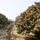 동백한상 이미지