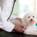 백석동물병원 이미지