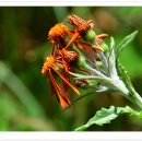 솜방망이 이미지