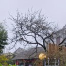 사이커피(SA_eCOFFEE) | [사파 카페] 안개 속의 힐링 공간, 'The Mist Sapa' 에그커피와 바나나 케이크☕️🍰