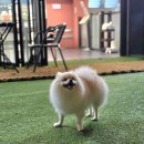 도그와트 이미지