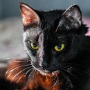 다솜고양이메디컬센터 이미지