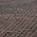 마운틴팜 이미지