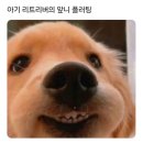 부타 이미지