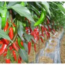 이랑이네 이미지